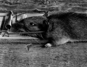 Awas! Leptospirosis Mengancam Jiwa Korban Banjir