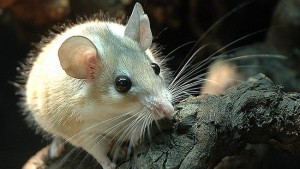 umlah tikus empat kali lebih banyak dari warganya, Walikota Kuala Lumpur salahkan pemilik restoran