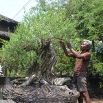 BONSAI-SUMPENO