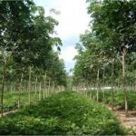 KEBUN KARET