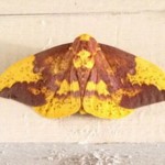 KUPU-KUPU GAMBAR YESUS