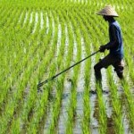 Sawah petani